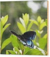 Beautiful Butterfly Morning Wood Print