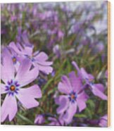 Beautiful Creeping Purple Phlox Wood Print