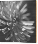 Beautiful Dahlia Flower Whisper Wood Print