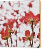 Beautiful Dogwood Red Blooms Wood Print