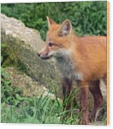 Beautiful Red Fox Cub Wood Print