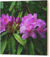 Beautiful Rhododendrons Wood Print
