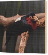 Beautiful Tropical Black And Red Bird On A Tree Wood Print