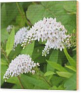 Beautiful White Flowers Wood Print