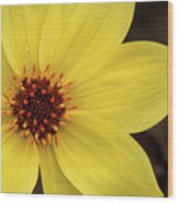 Beautiful Yellow Dahlia Wood Print