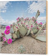 Beavertail Cactus Wood Print