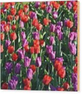 Bed Of Tulips Wood Print