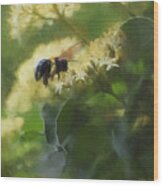 Bee And Elderberry Wood Print