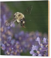 Bee Approaches Lavender Wood Print
