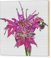 Bee Balm Wood Print