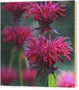 Bee Balm Monarda Wood Print