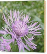 Bee Balm Wood Print