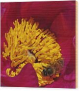 Bee On A Burgundy And Yellow Flower2 Wood Print