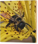 Bee On A Lily Wood Print