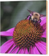 Bee On Echinacea Wood Print