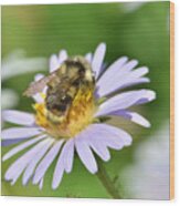 Bee On Flower Wood Print
