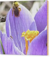 Bee Pollen Wood Print