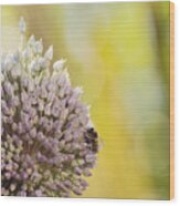 Bees On Garlic Blossom Wood Print