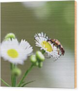 Beetle Daisy Wood Print