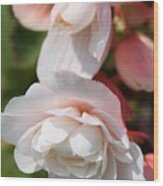 Belgian Begonia Named Angelique Wood Print
