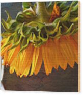 Bending  Sunflower Wood Print