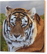 Bengal Tiger Portrait Wood Print