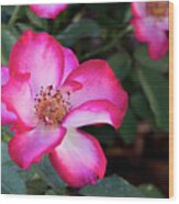 Betty Boop Roses Wood Print