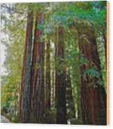 Big Basin Redwood Wood Print