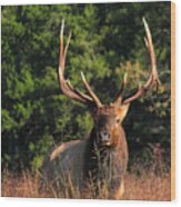 Big Bull Elk Up Close In Lost Valley Wood Print