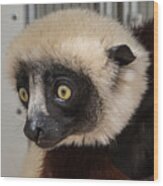 A Very Curious Sifaka Wood Print