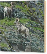 Big Horn Sheep In Glacier Np Wood Print