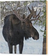 Big Moose Wood Print