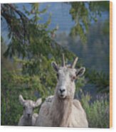 Bighorn Sheep Family Wood Print