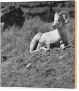 Bighorn Sheep Wood Print