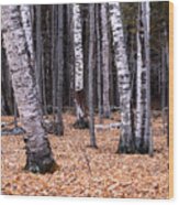 Birch Trees Wood Print