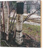 Birch Trees With House, Winter At Camp Nyoda 1988 Wood Print