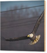 Bird In Flight Wood Print