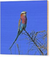 Bird - Lilac-breasted Roller Wood Print