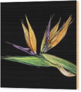 Bird Of Paradise - Revisited Wood Print