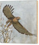 Bird Of Prey 2 Wood Print