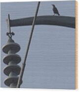 Bird On A High Wire Wood Print