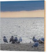 Birds On A Beach Wood Print