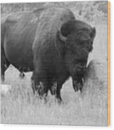 Bison And Buffalo Wood Print
