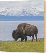 Bison At The Lake Wood Print
