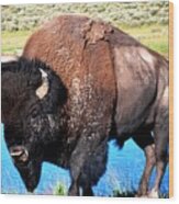 Bison At Yellowstone Wood Print