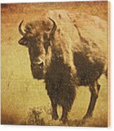 Bison Bull On The Range Wood Print