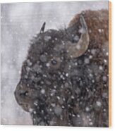Bison In Snow Wood Print