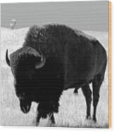 Bison On Open Range Wood Print