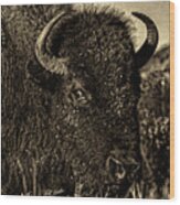 Bison Wild Eye - Black-and-white Wood Print