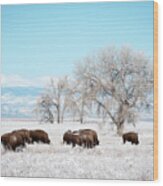 Bisons In A Winter Morning Wood Print